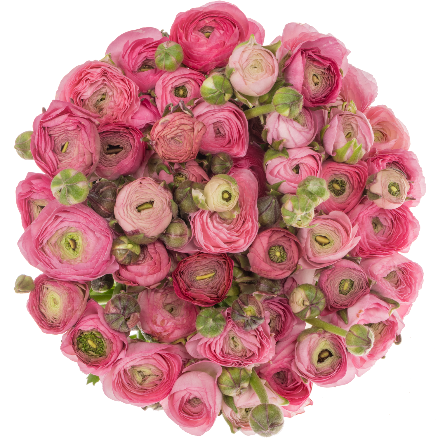 Ranunkel rosa Amandine Rose 45cm