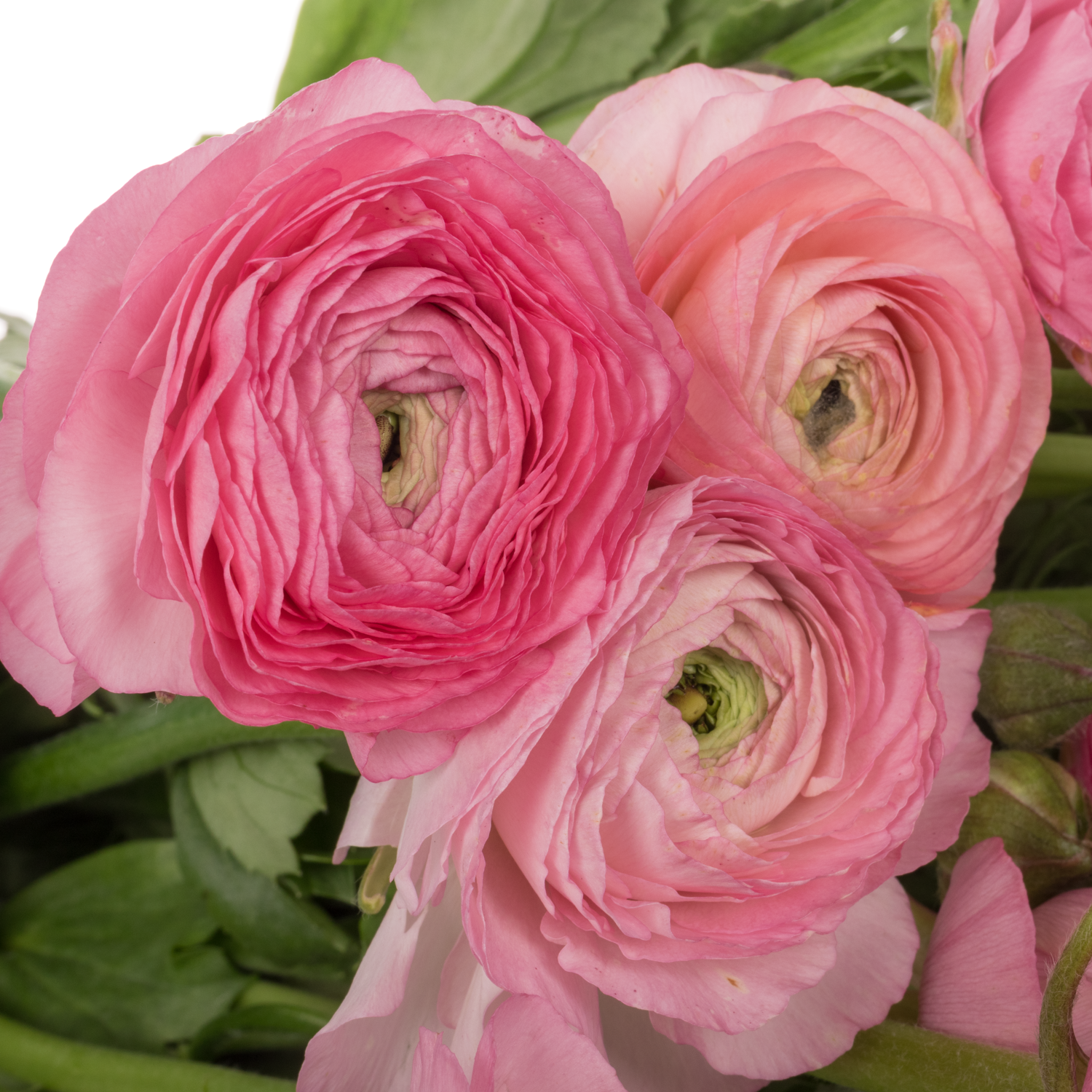 Ranunkel rosa Amandine Rose 45cm