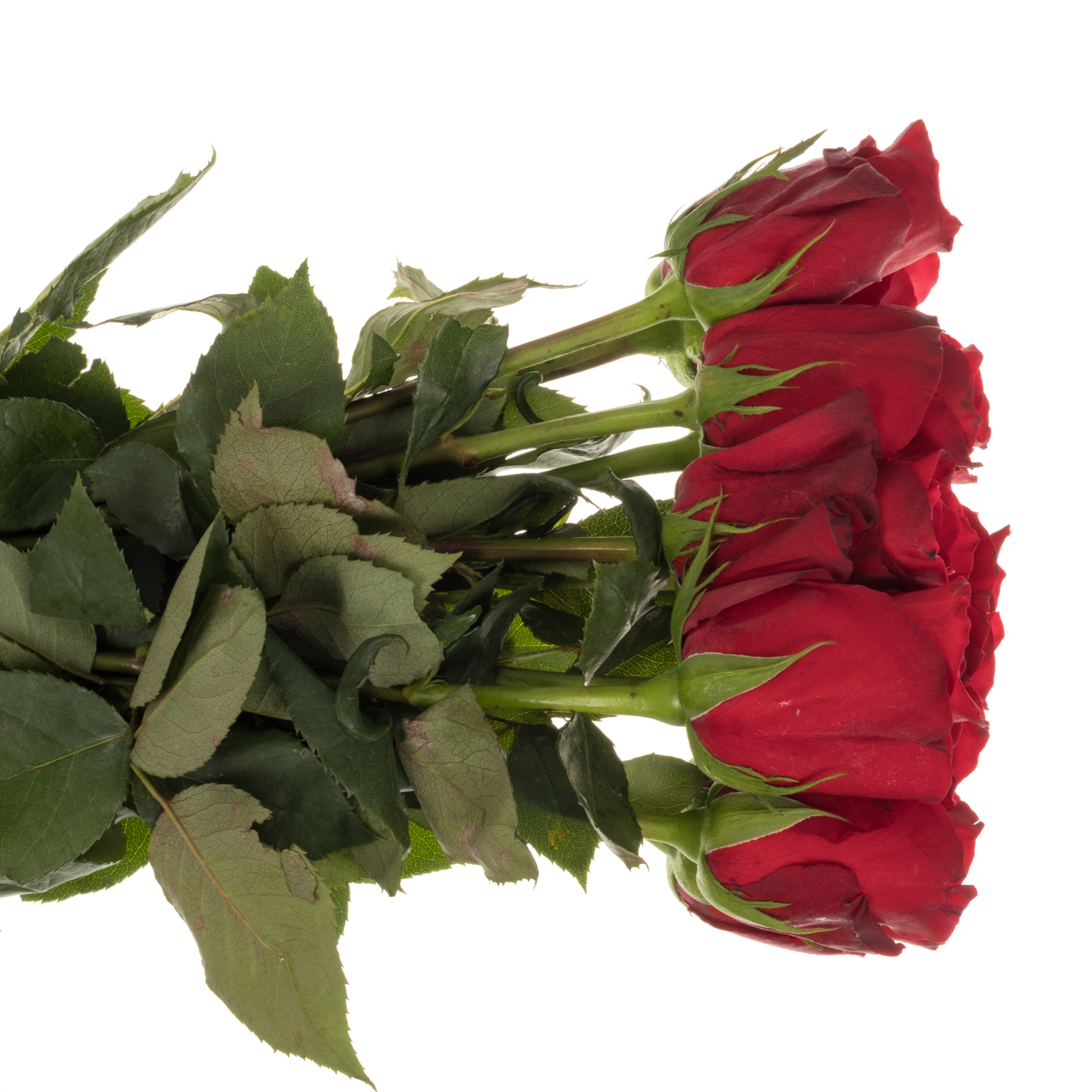 Rose dunkel rot Game Changer 50cm