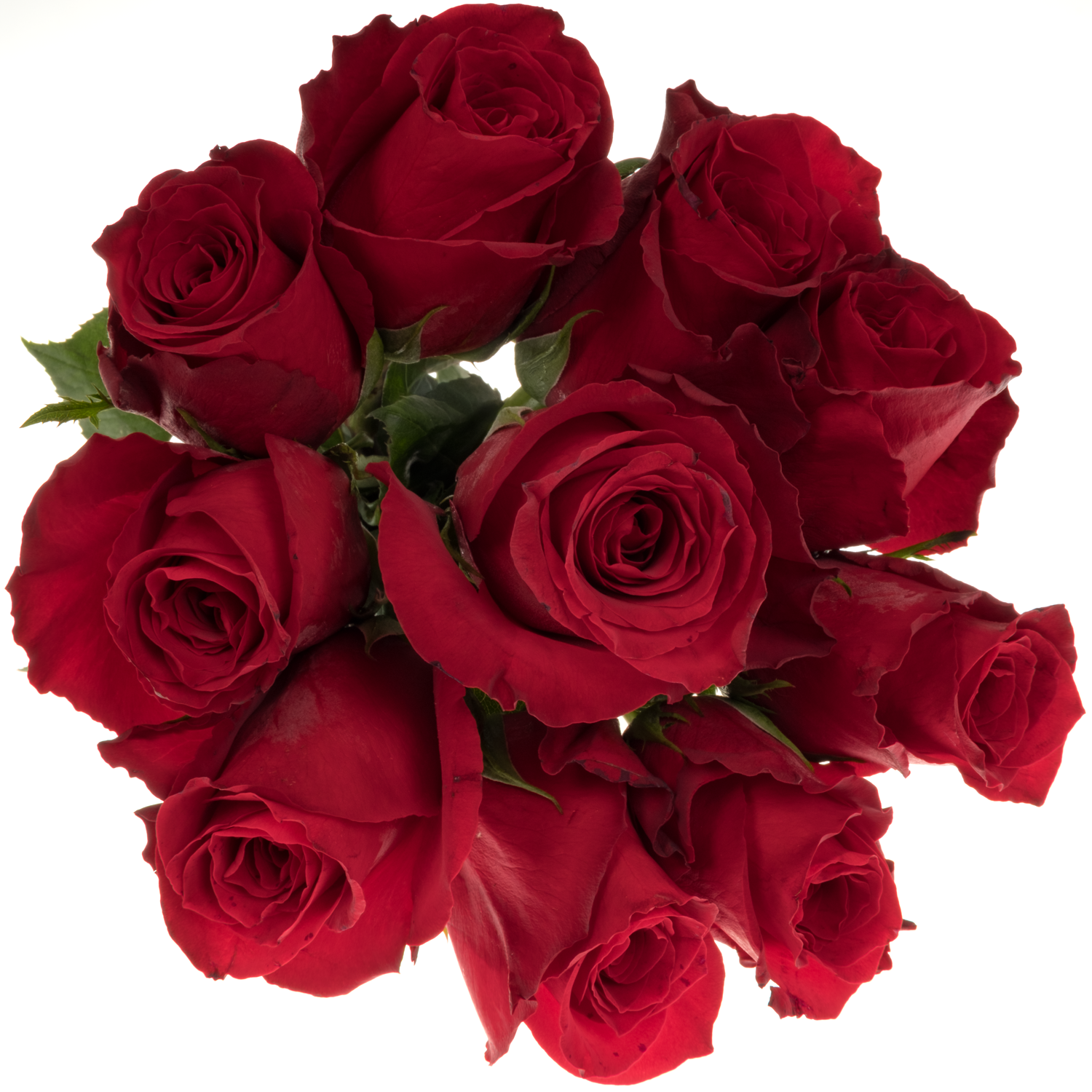Rose dunkel rot Game Changer 50cm