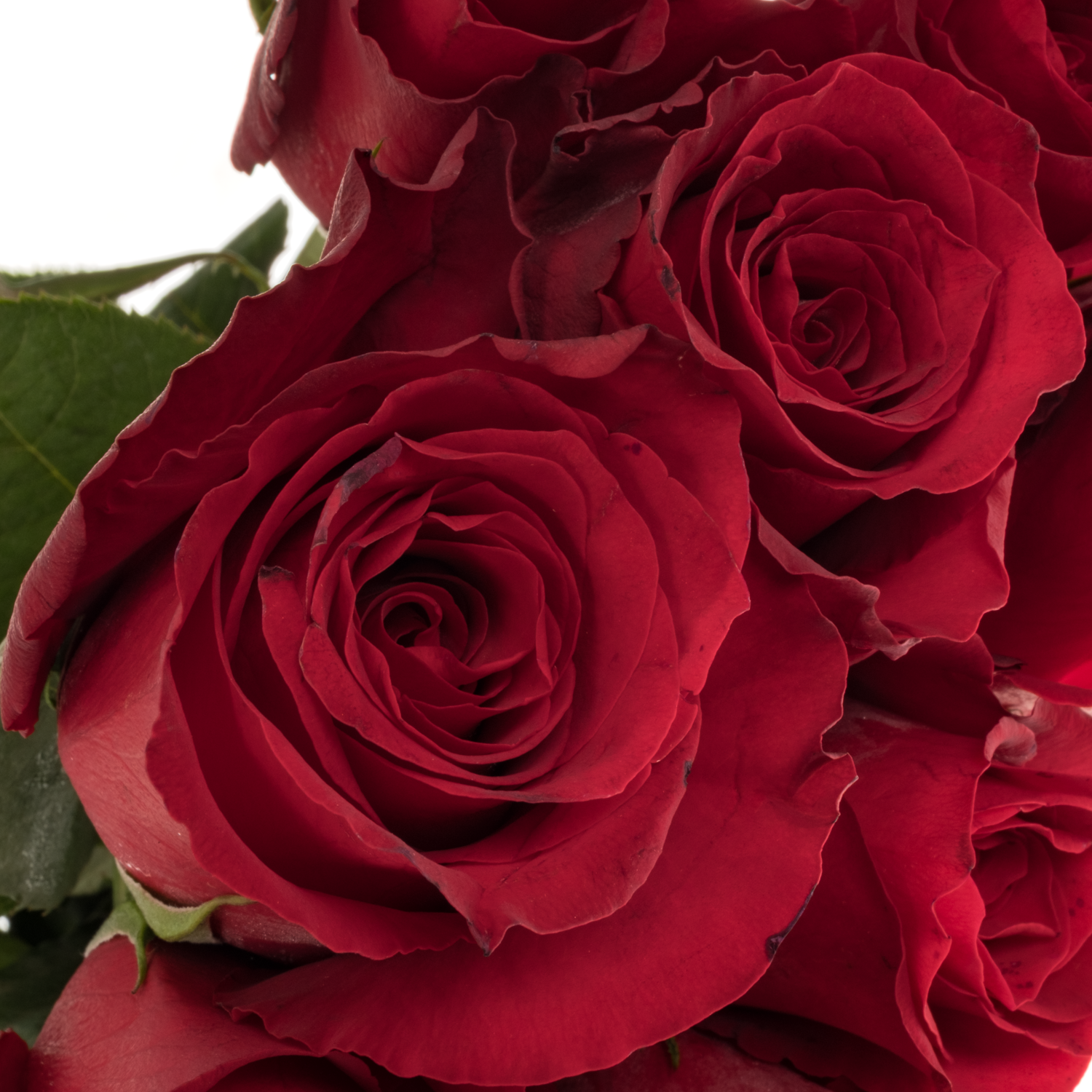 Rose dunkel rot Game Changer 50cm