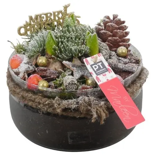 Hyac.Arr PTHCH6764 weisse Bl. Weihnachten T19 H018