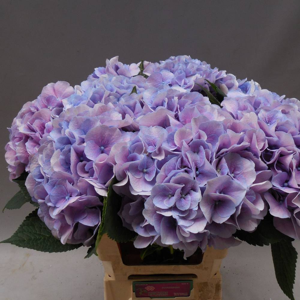 Hortensie milka Marsepein blau Bol 22cm 60cm