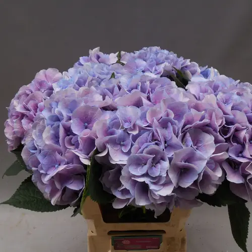Hortensie milka Marsepein blau Bol 22cm 60cm