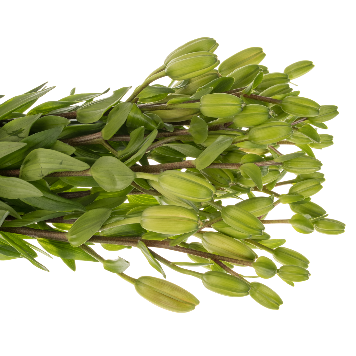 Lilie asiatisch apricot Twinlife Apricot 4+ Blüte 90cm