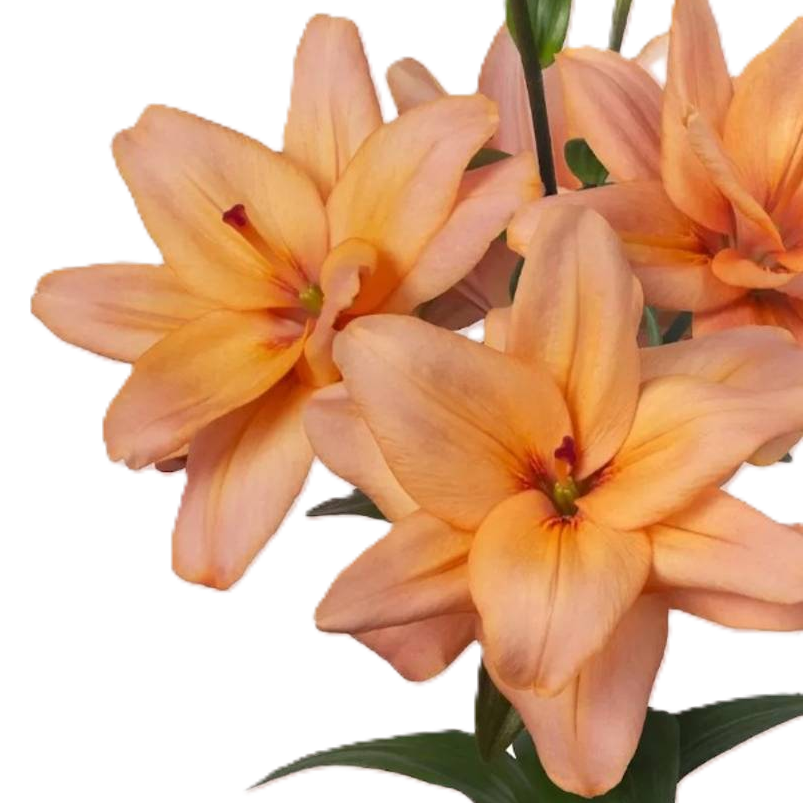 Lilie asiatisch apricot Twinlife Apricot 4+ Blüte 90cm
