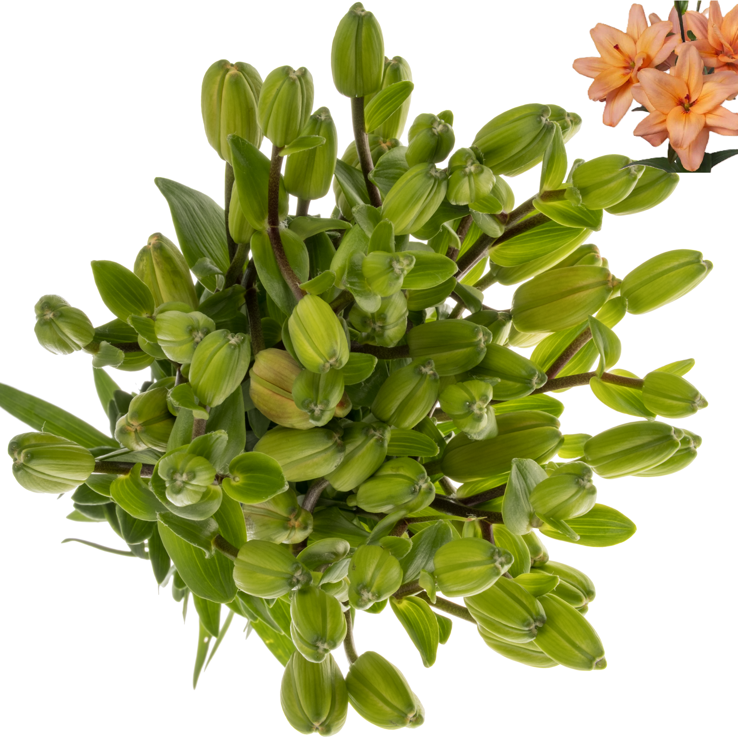 Lilie asiatisch apricot Twinlife Apricot 4+ Blüte 90cm