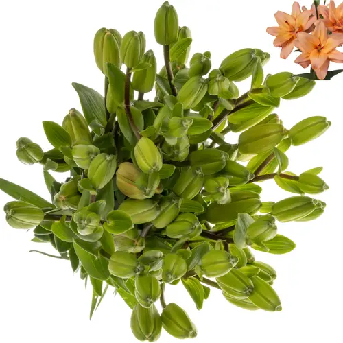 Lilie asiatisch apricot Twinlife Apricot 4+ Blüte 90cm