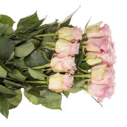 Rose rosa Faith (Ec) 50cm