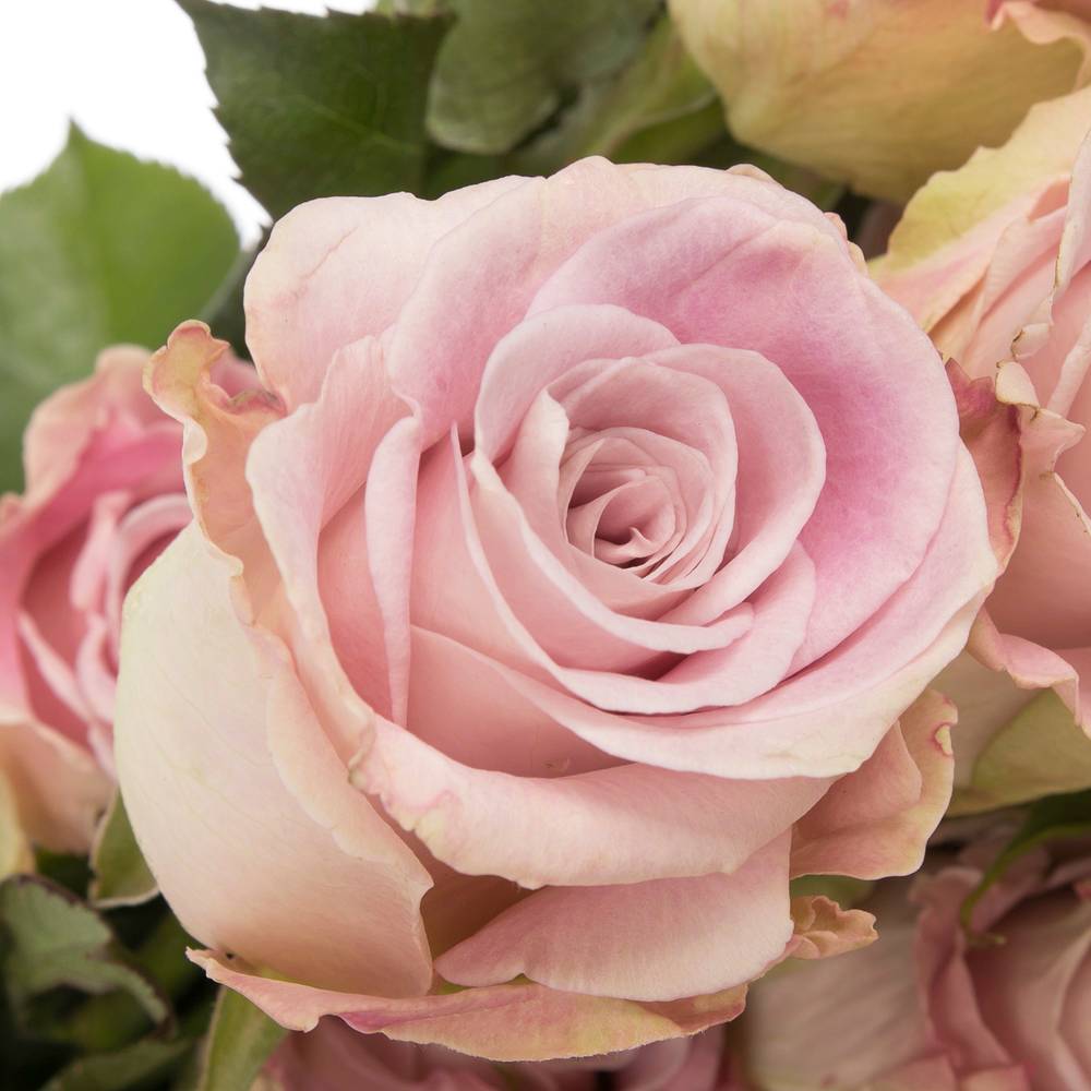 Rose rosa Faith (Ec) 50cm