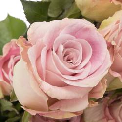 Rose rosa Faith (Ec) 50cm