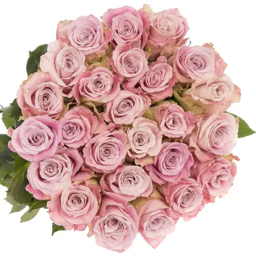 Rose rosa Faith (Ec) 50cm