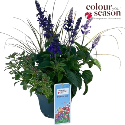 Stauden blau Trio T19 H50