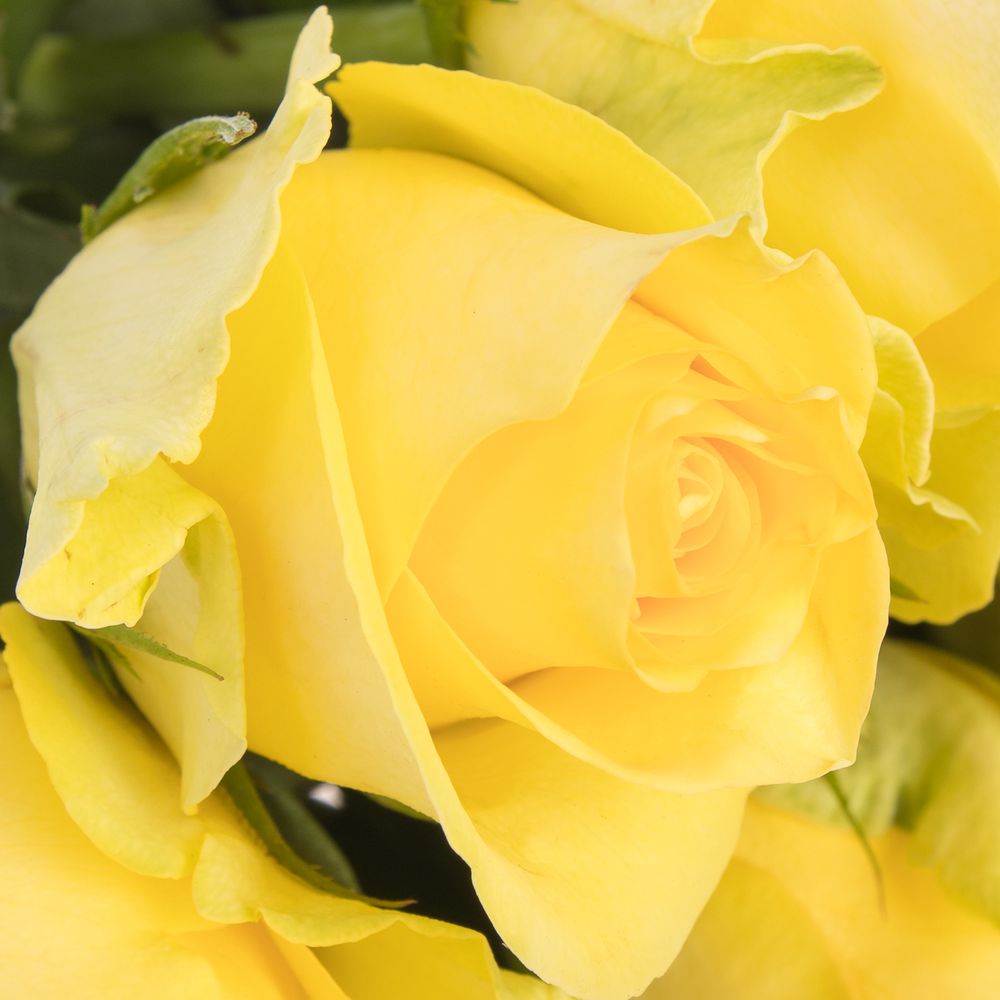 Rose gelb Minion 60cm