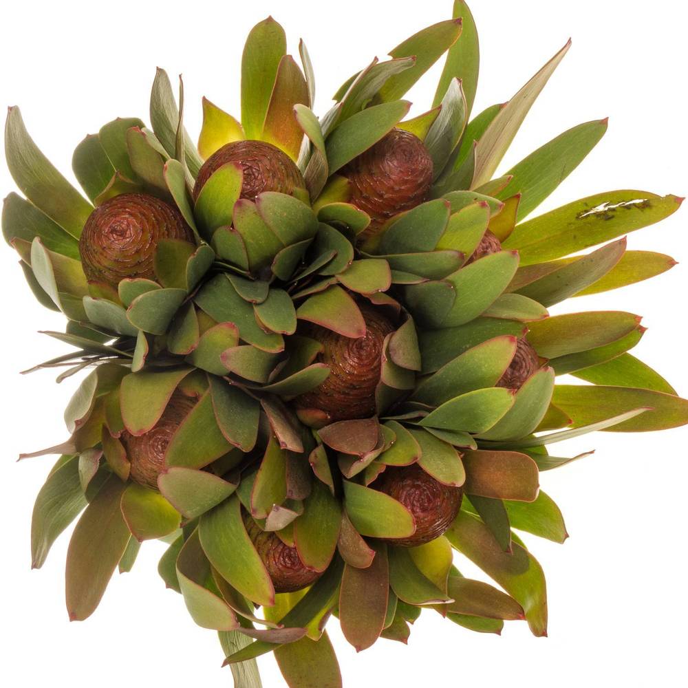 Leucadendron rot Ayoba Sky 60cm