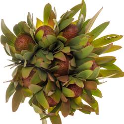 Leucadendron rot Ayoba Sky 60cm