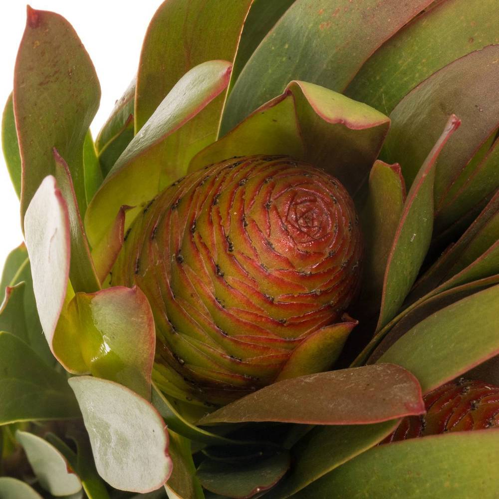 Leucadendron rot Ayoba Sky 60cm