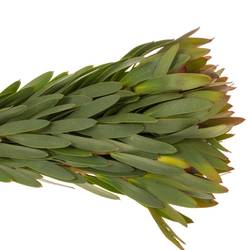 Leucadendron rot Ayoba Sky 60cm