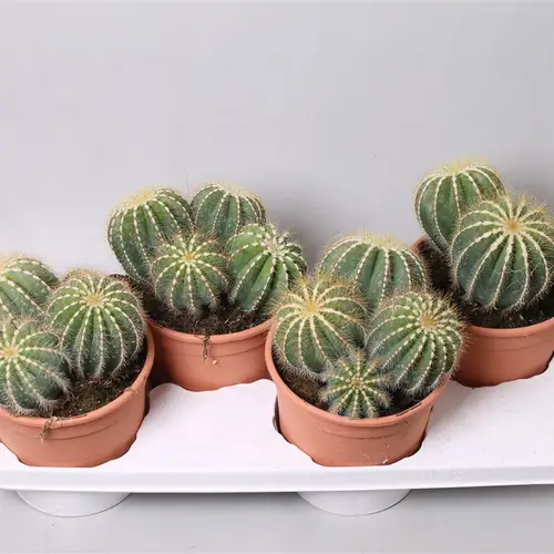 Kaktus Magificus T17 H25