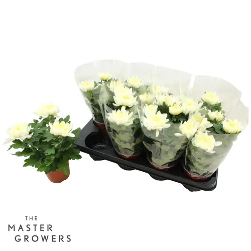 Chrysantheme Cosmo 3pp weiss T12 H025