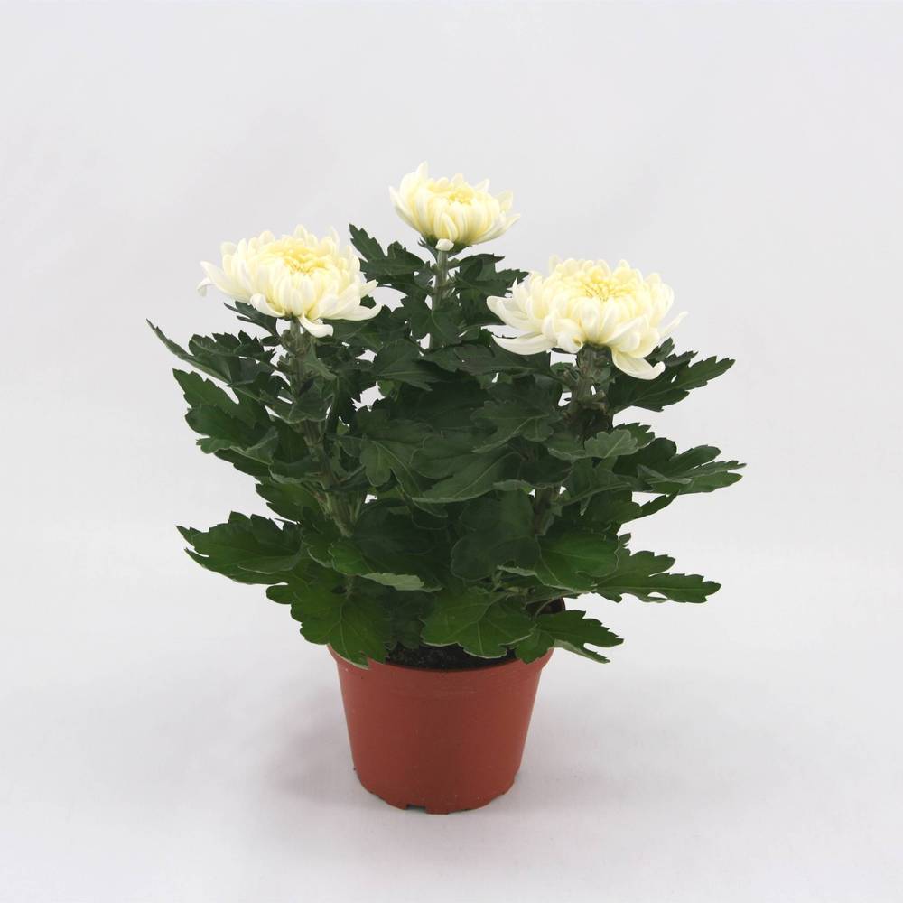 Chrys.Cosmo 3pp weiss T12 H25
