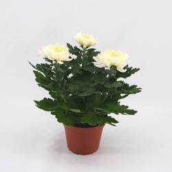 Chrys.Cosmo 3pp weiss T12 H25