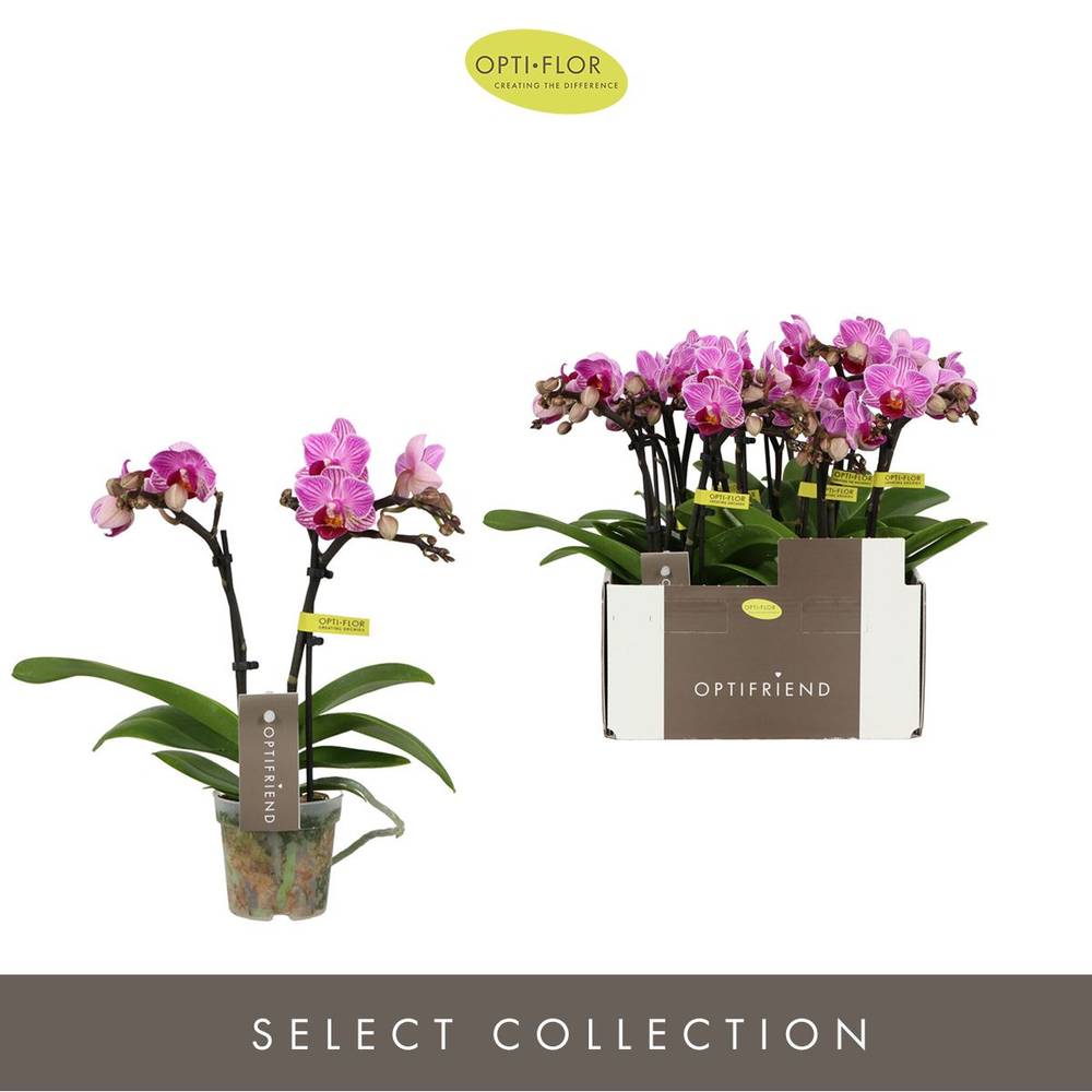 Phal.2-R lila Lotte T07 H025