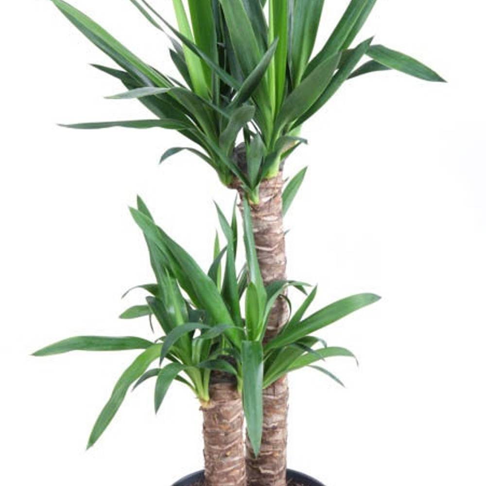 Yucca 2er 60-30 T21 H100