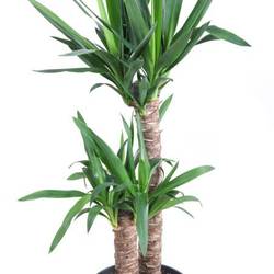 Yucca 2er 60-30 T21 H100