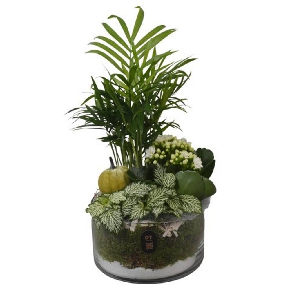 Chamaed.Arr PTHG8206 Herbst T15 H033