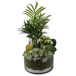 Chamaed.Arr PTHG8206 Herbst T15 H033