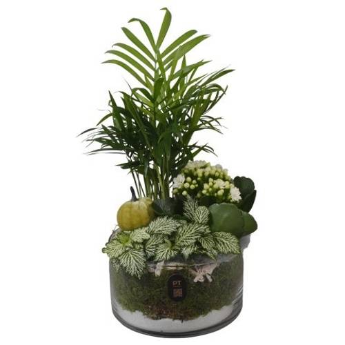 Chamaed.Arr PTHG8206 Herbst T15 H033