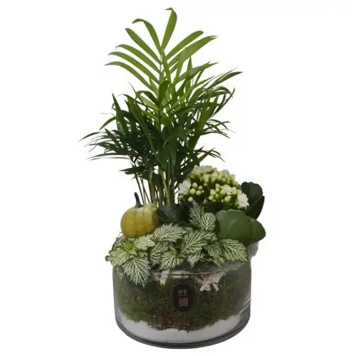 Chamaed.Arr PTHG8206 Herbst T15 H033