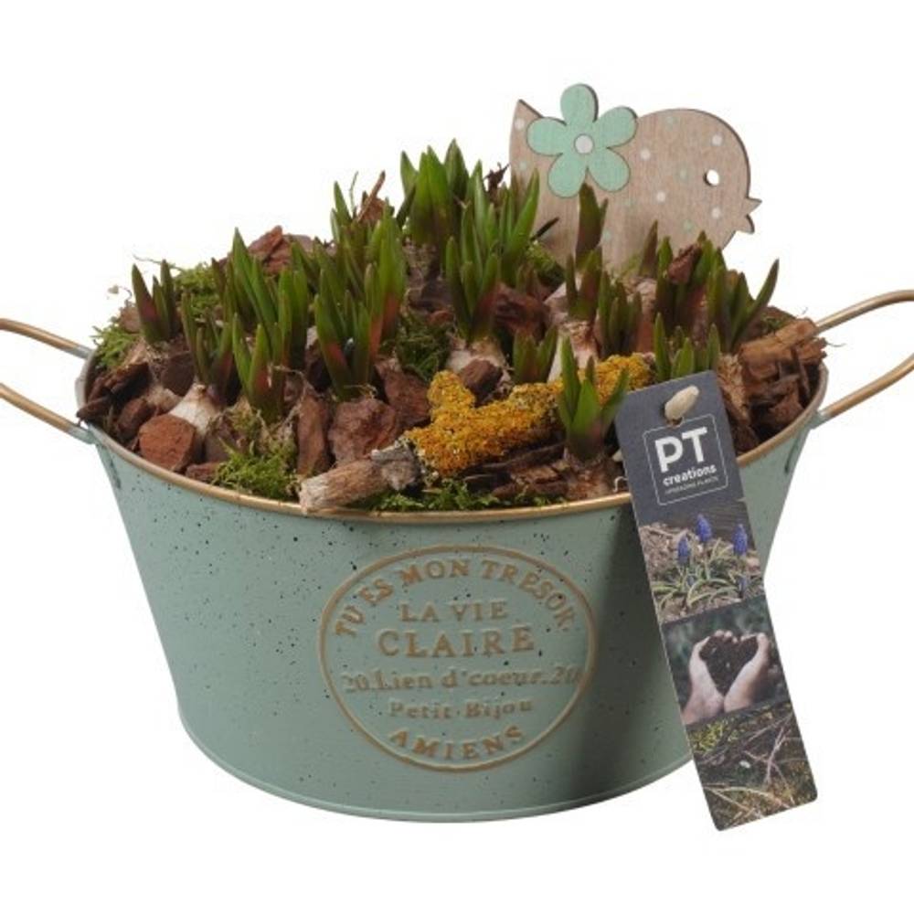 Muscari.Arr PTMB6137 T20 H019