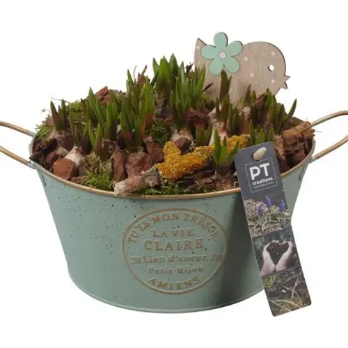 Muscari.Arr PTMB6137 T20 H019