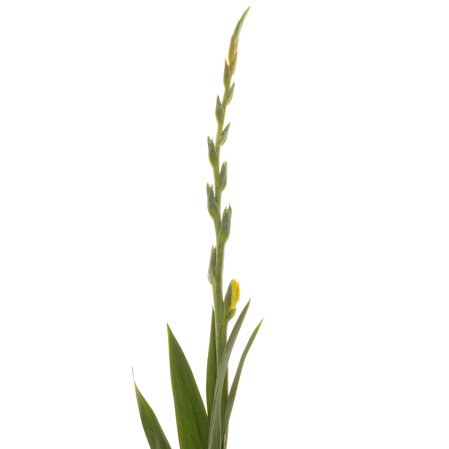 Gladiole gelb Bra Val 105 cm Extra lang