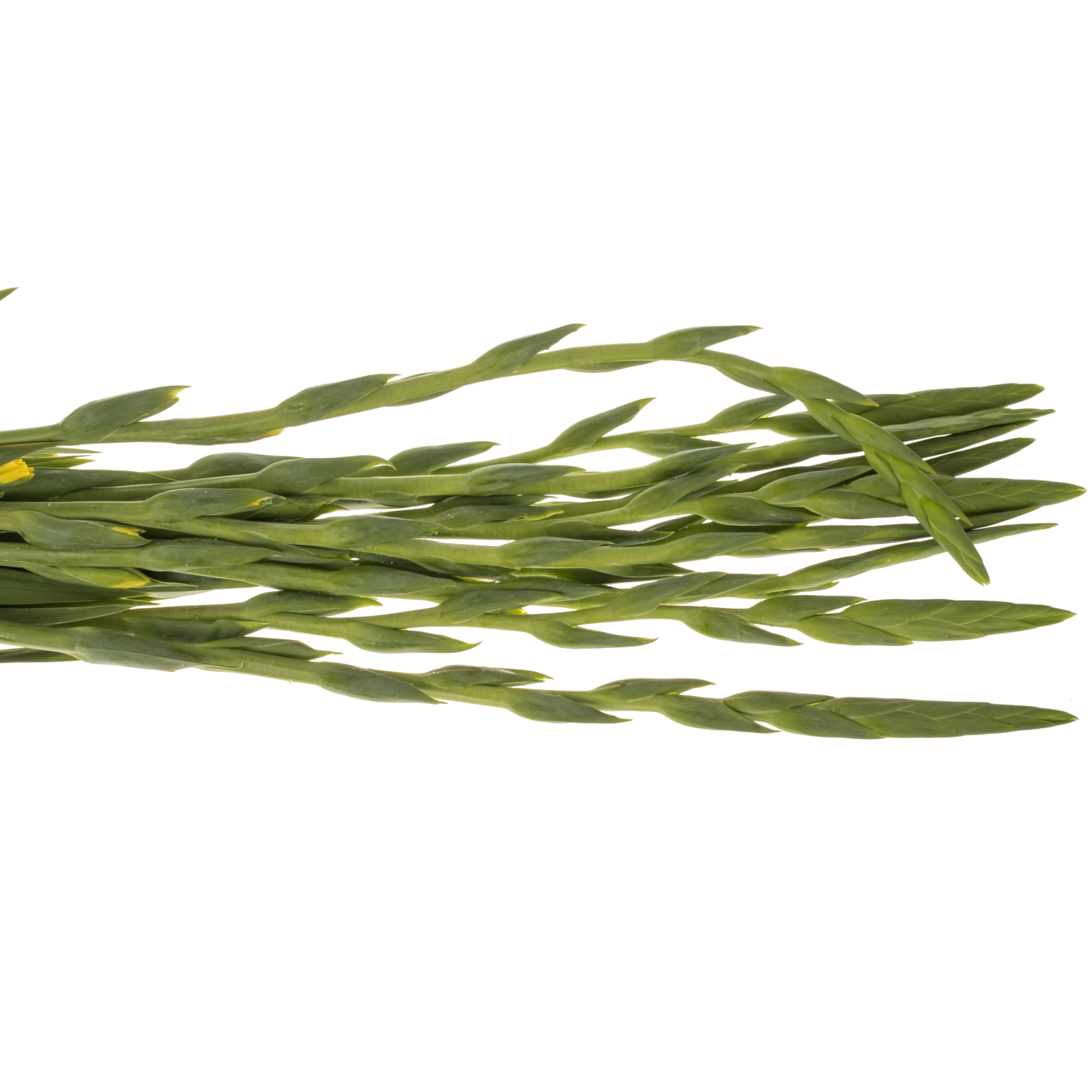 Gladiole gelb Bra Val 105 cm Extra lang