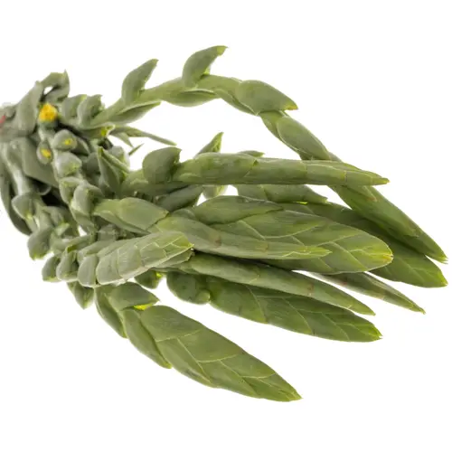 Gladiole gelb Bra Val 105 cm Extra lang