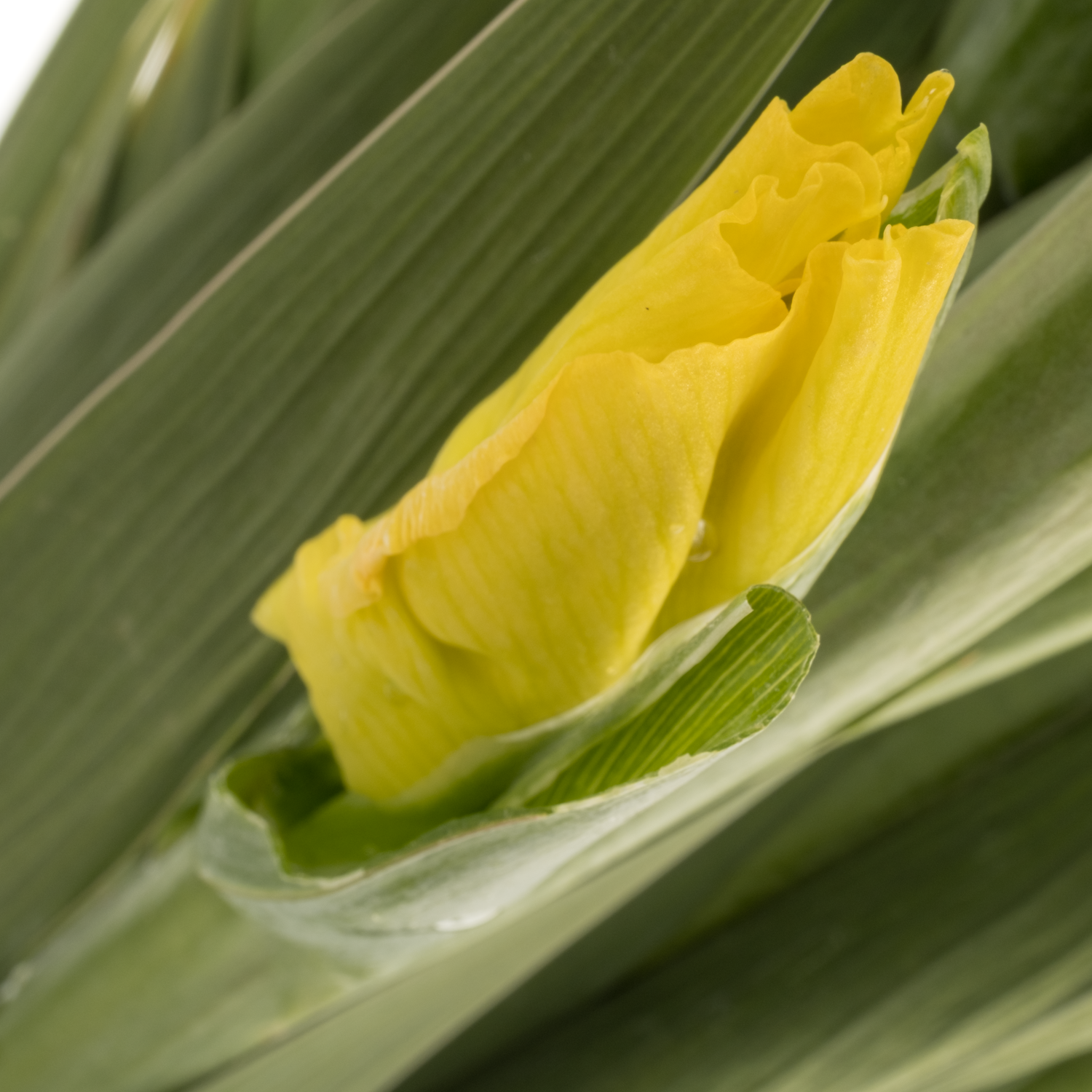 Gladiole gelb Bra Val 105 cm Extra lang