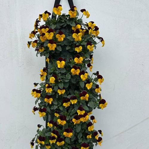 Hornveilchen gelb/rot Wandhänger H025