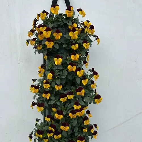 Hornveilchen gelb/rot Wandhänger H025