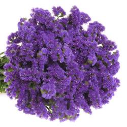 Statice blau NL 70cm 35 Gramm