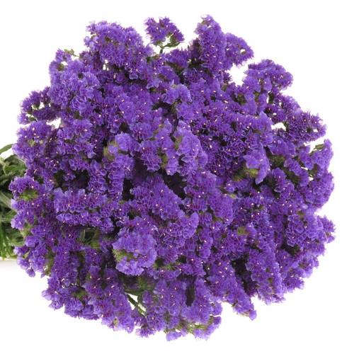 Statice blau NL 70cm 35 Gramm