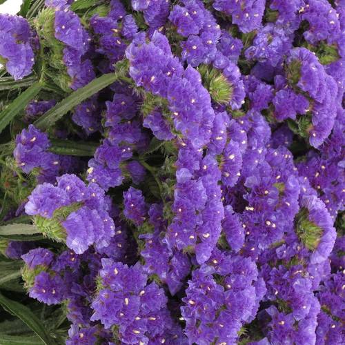 Statice blau NL 70cm 35 Gramm