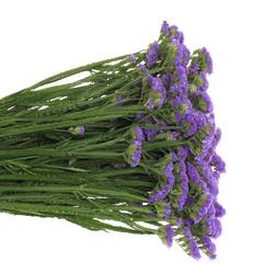 Statice blau NL 70cm 35 Gramm