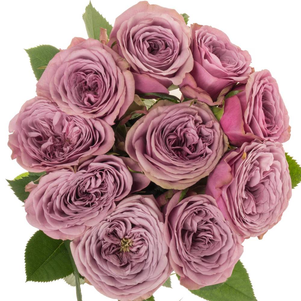 Rose lila Smokey Eyes gefüllt 40cm