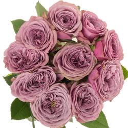 Rose lila Smokey Eyes gefüllt 40cm
