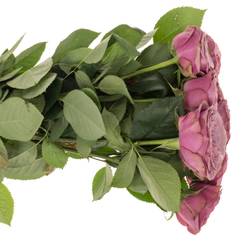 Rose lila Smokey Eyes gefüllt 40cm