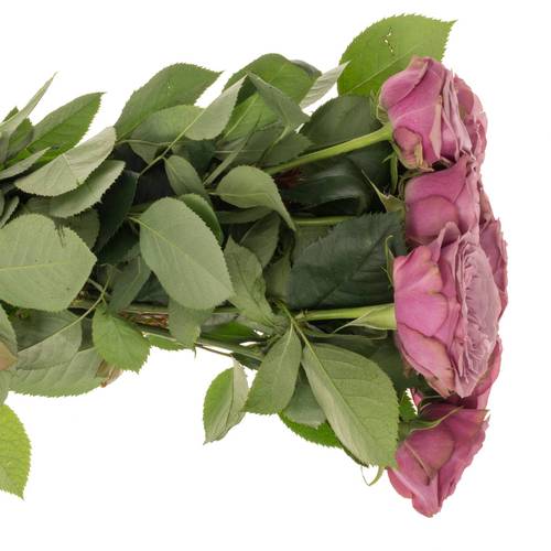 Rose lila Smokey Eyes gefüllt 40cm