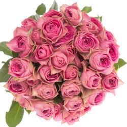 Rose verzweigt rosa Bijoux 4+Blüte 40cm